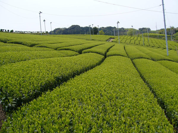 Japanischer Teegarten