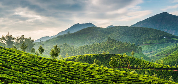 Eine malerische grüne Landschaft, geprägt von endlosen Teeplantagen, die sich über die Hügel erstrecken