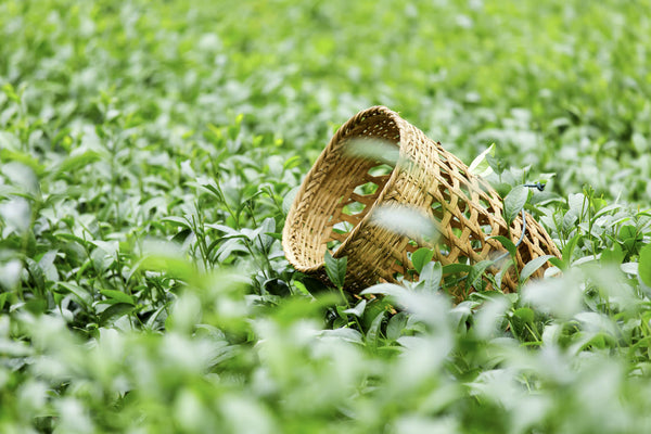 Erntekorb auf einer Teeplantage