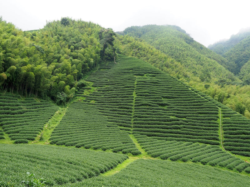 Weitläufige, terrassenförmig angelegte Teeplantage in hügeliger Landschaft mit schmalen Wegen, einem kleinen Haus und bewölktem Himmel im Hintergrund.