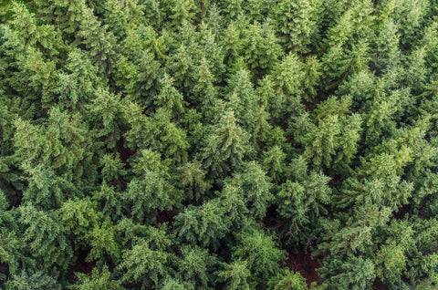 Wald 