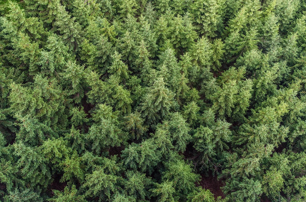 Wald 