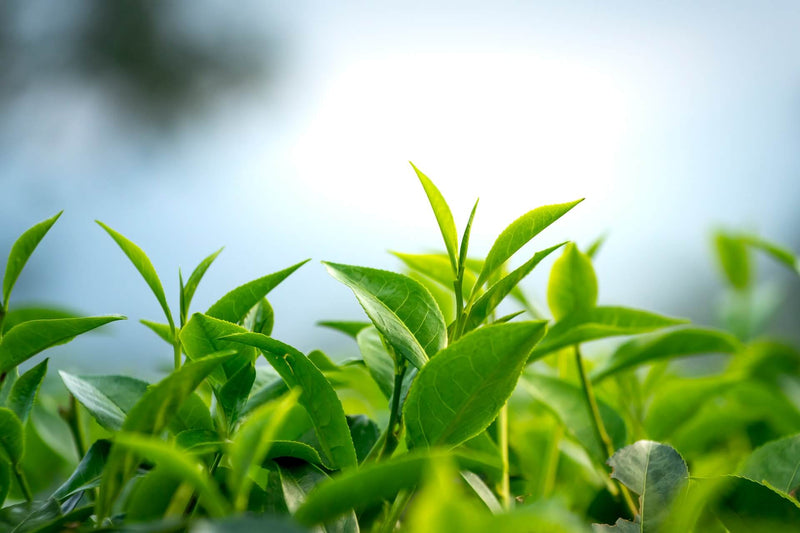 Teepflanze Camellia Sinensis
