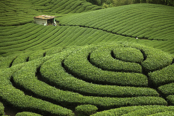 Teeanbaugebiet