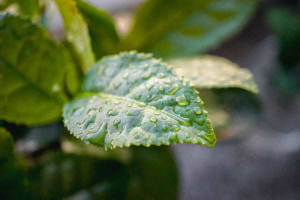 Tee Kultivar, Teepflanze